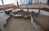 O físsil de um gigantesco réptil marinho (Kronosauro) em Villa de Leyva, na Colômbia